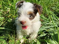 Cocoa's AKC Pink Female, a female Yorkshire Terrier for sale in Lynchburg, TN – 4 of 7