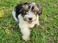 Lily's AKC Tan Male, a male Yorkshire Terrier for sale in Lynchburg, TN – 5 of 10