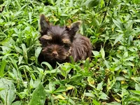 Cocoa's AKC Chocolate Male, a male Yorkshire Terrier for sale in Lynchburg, TN – 5 of 9