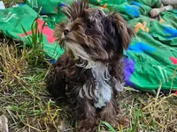 Mocha's AKC Blue Male, a male Yorkshire Terrier for sale in Lynchburg, TN – 5 of 10