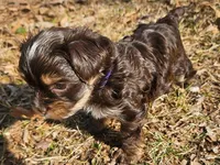 Mocha's AKC Blue Male, a male Yorkshire Terrier for sale in Fairview, TN – Photo 5 of 10