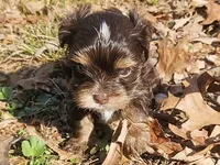 Mocha's AKC Blue Male, a male Yorkshire Terrier for sale in Fairview, TN – Photo 7 of 10