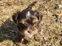 Mocha's AKC Blue Male, a male Yorkshire Terrier for sale in Fairview, TN – Photo 1 of 10