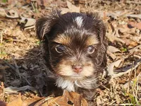 Mocha's AKC Blue Male, a male Yorkshire Terrier for sale in Fairview, TN – Photo 4 of 10