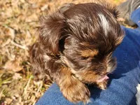 Mocha's AKC Blue Male, a male Yorkshire Terrier for sale in Fairview, TN – Photo 3 of 10