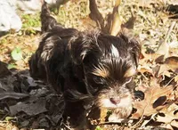 Mocha's AKC Blue Male, a male Yorkshire Terrier for sale in Fairview, TN – Photo 2 of 10