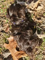 Mocha's AKC Blue Male, a male Yorkshire Terrier for sale in Fairview, TN – Photo 8 of 10