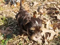 Mocha's AKC Blue Male, a male Yorkshire Terrier for sale in Fairview, TN – Photo 6 of 10