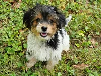 Lily's AKC Black Male, a male Yorkshire Terrier for sale in Lynchburg, TN – 7 of 7