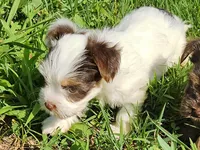 Cocoa's AKC Pink Female, a female Yorkshire Terrier for sale in Lynchburg, TN – 5 of 7