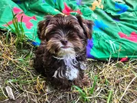 Mocha's AKC Blue Male, a male Yorkshire Terrier for sale in Lynchburg, TN – 2 of 10