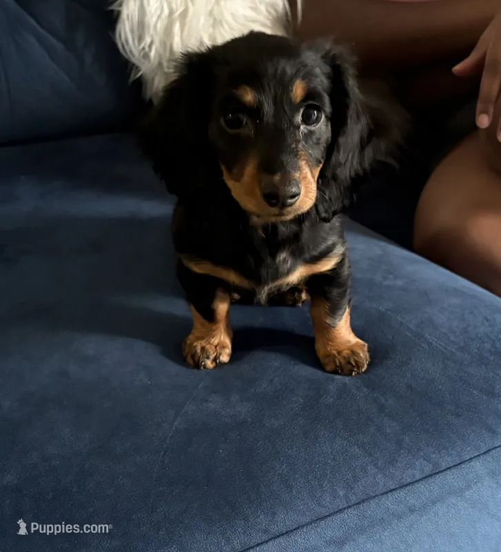 Preah – Miniature Dachshund puppy for sale in Rochester, NY