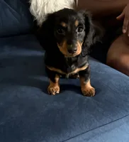 Preah, a female Miniature Dachshund for sale in Rochester, NY – 1 of 1