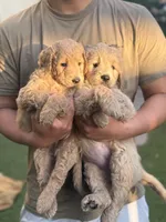 Teddy, a male Goldendoodle for sale in Livermore, CA – 3 of 7