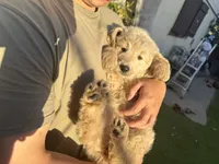 Pink, a female Goldendoodle for sale in Livermore, CA – 2 of 9