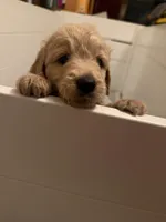 Lily, a female Goldendoodle for sale in Livermore, CA – 6 of 7