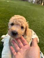 Lily, a female Goldendoodle for sale in Livermore, CA – 1 of 7
