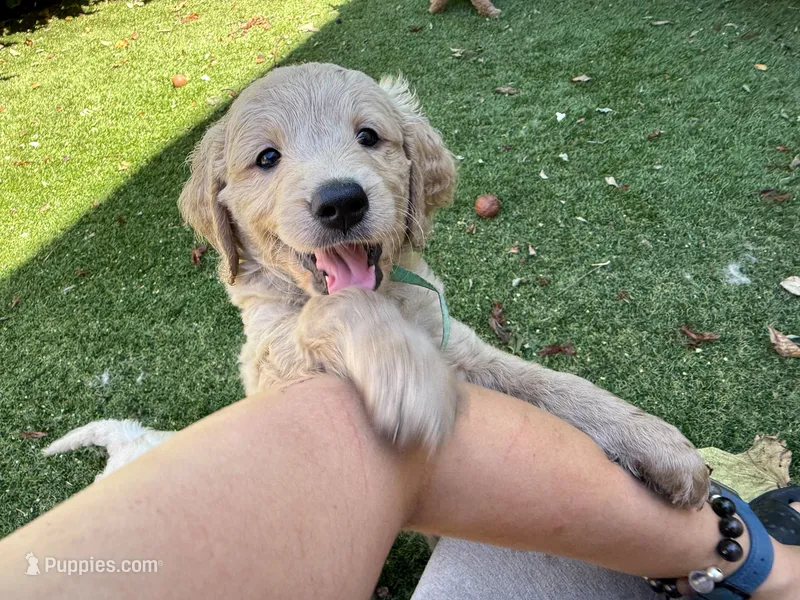 Lily – Goldendoodle puppy for sale in Livermore, CA