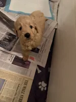 Lily, a female Goldendoodle for sale in Livermore, CA – 4 of 7