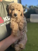 Bella, a female Goldendoodle for sale in Livermore, CA – 5 of 7