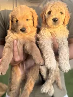 Teddy, a male Goldendoodle for sale in Livermore, CA – 6 of 7