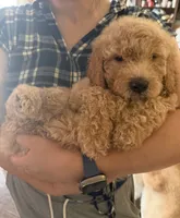 Bella, a female Goldendoodle for sale in Livermore, CA – 10 of 10