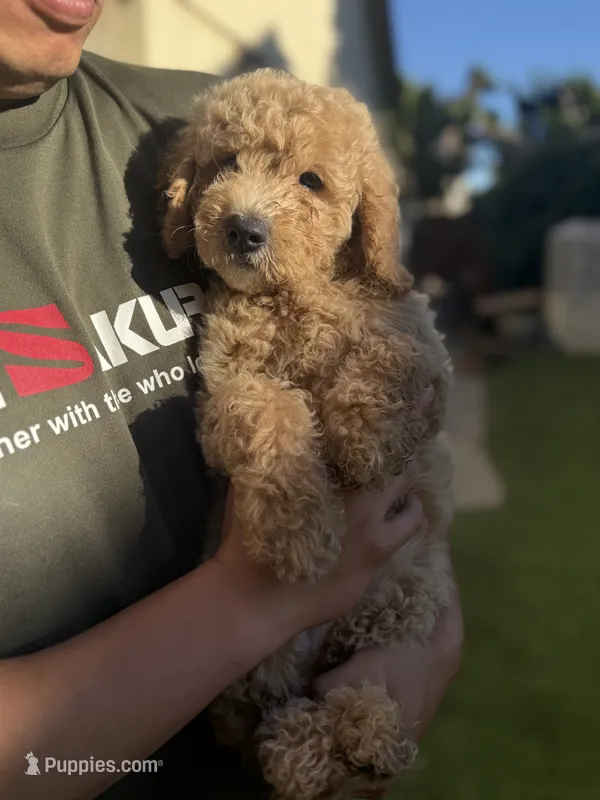 Bella – Goldendoodle puppy for sale in Livermore, CA