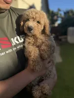 Bella, a female Goldendoodle for sale in Livermore, CA – 2 of 7