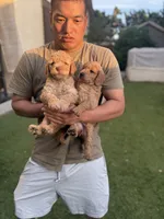 Cookie, a female Goldendoodle for sale in Livermore, CA – 2 of 4