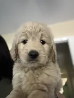 Bella, a female Goldendoodle for sale in Livermore, CA – 2 of 10
