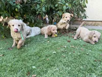 Pink, a female Goldendoodle for sale in Livermore, CA – 8 of 9