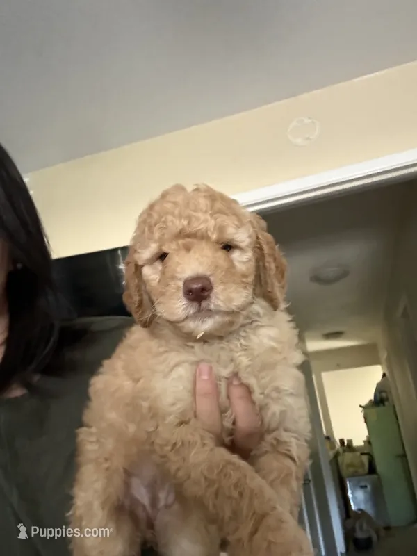 Cookie – Goldendoodle puppy for sale in Livermore, CA
