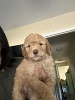 Cookie, a female Goldendoodle for sale in Livermore, CA – 1 of 4