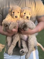 Teddy, a male Goldendoodle for sale in Livermore, CA – 2 of 7