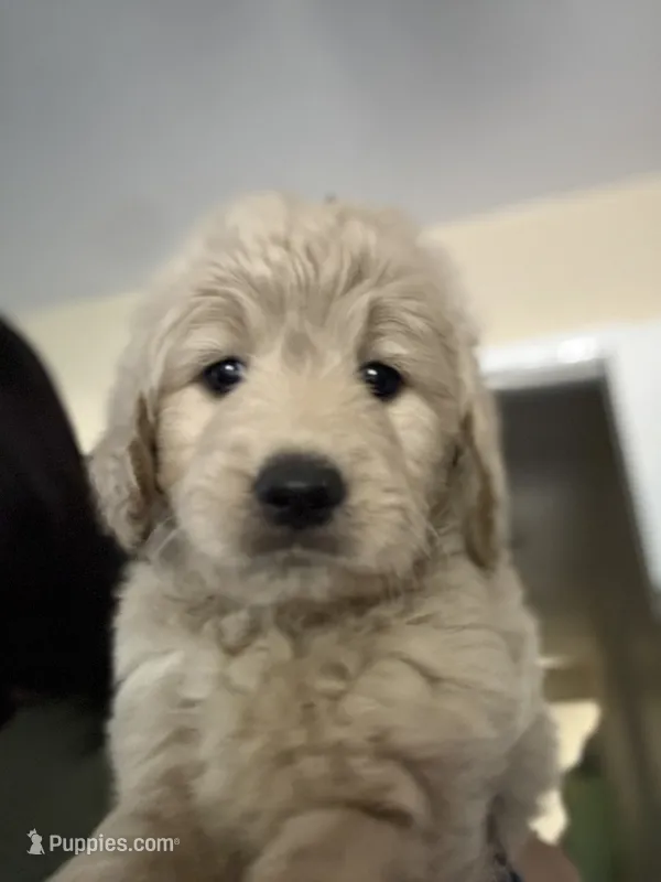 Lily – Goldendoodle puppy for sale in Livermore, CA
