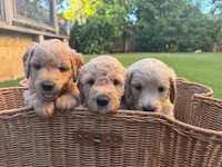 Lily, a female Goldendoodle for sale in Livermore, CA – 7 of 7