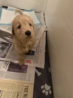 Lily, a female Goldendoodle for sale in Livermore, CA – 2 of 7