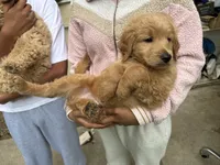 Bella, a female Goldendoodle for sale in Livermore, CA – 1 of 10