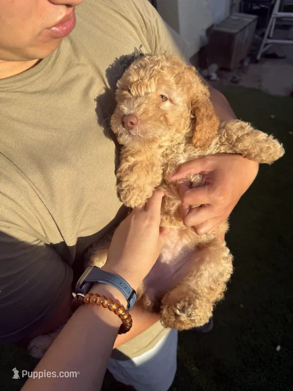 Cookie – Goldendoodle puppy for sale in Livermore, CA