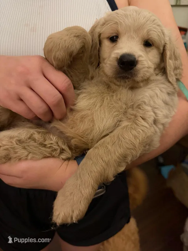 Teddy – Goldendoodle puppy for sale in Livermore, CA