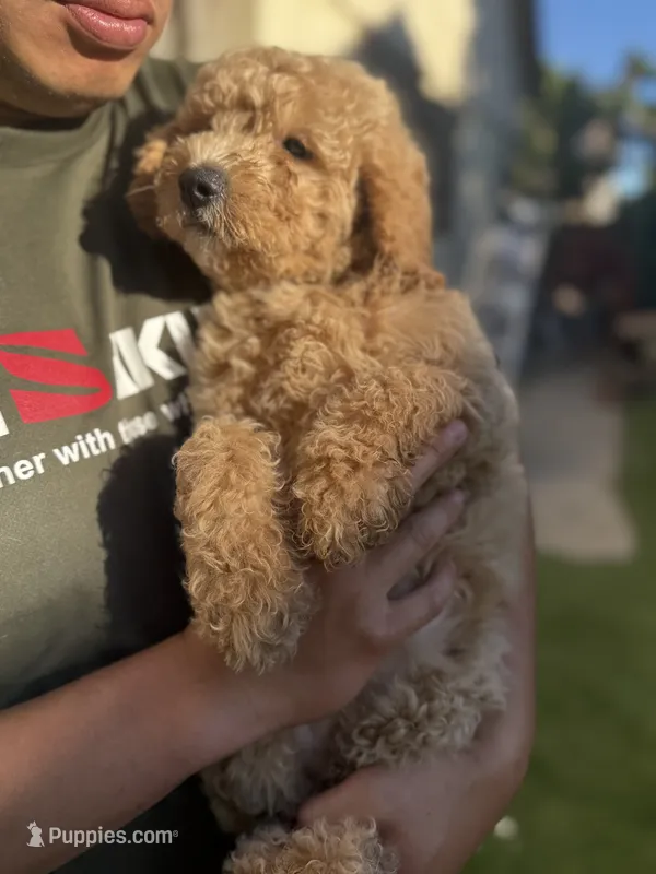 Bella – Goldendoodle puppy for sale in Livermore, CA