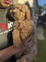 Bella, a female Goldendoodle for sale in Livermore, CA – 1 of 7