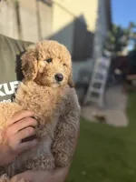 Bella, a female Goldendoodle for sale in Livermore, CA – 4 of 7
