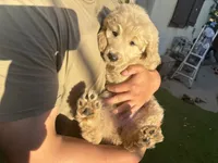 Pink, a female Goldendoodle for sale in Livermore, CA – 9 of 9
