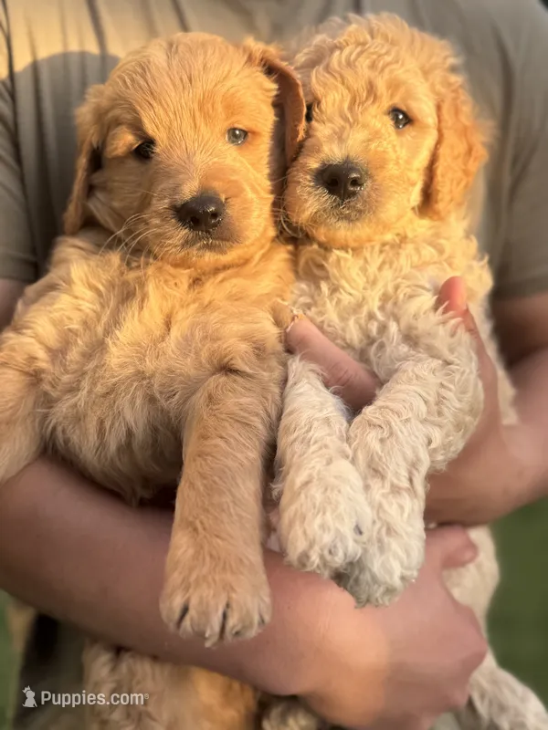 Teddy – Goldendoodle puppy for sale in Livermore, CA