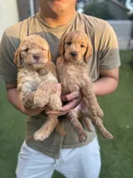 Cookie, a female Goldendoodle for sale in Livermore, CA – 4 of 4