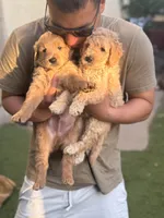 Teddy, a male Goldendoodle for sale in Livermore, CA – 5 of 7