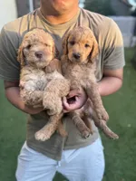 Pink, a female Goldendoodle for sale in Livermore, CA – 6 of 9