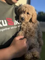 Bella, a female Goldendoodle for sale in Livermore, CA – 3 of 7