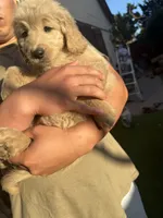 Pink, a female Goldendoodle for sale in Livermore, CA – 4 of 9